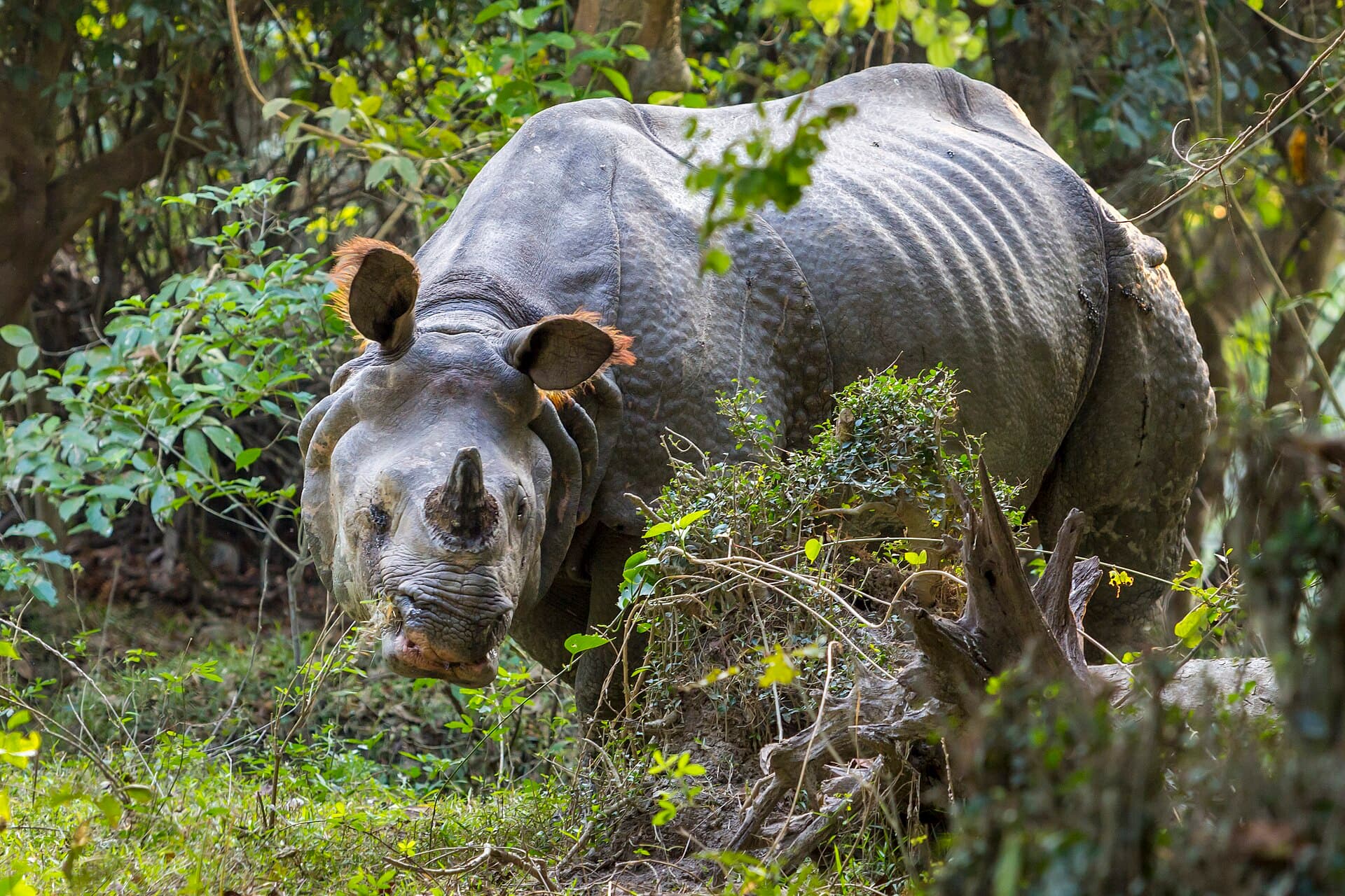 Assam — Kaziranga rhinos & river isles