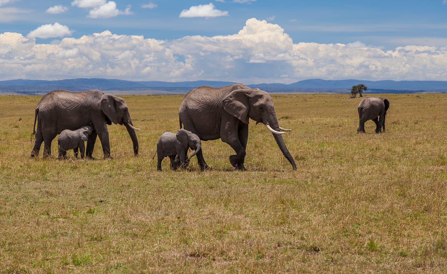 Kenya — Masai Mara & the Big Five