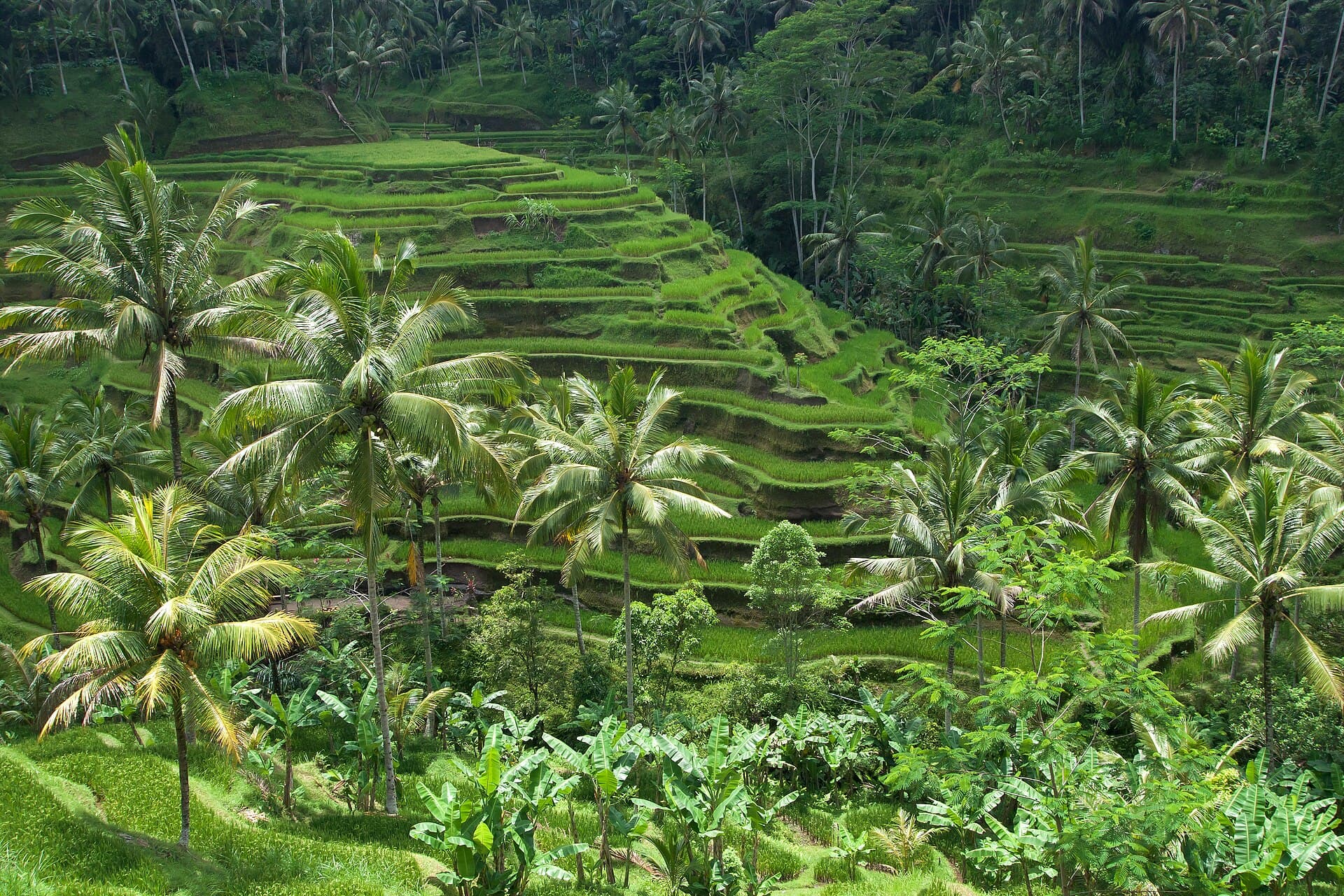 Bali Safari Escape